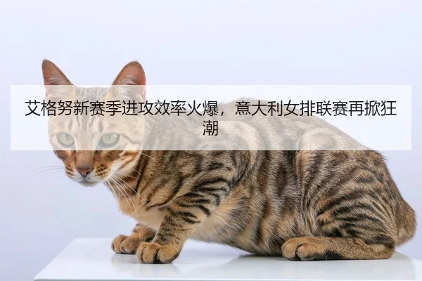 艾格努新赛季进攻效率火爆，意大利女排联赛再掀狂潮